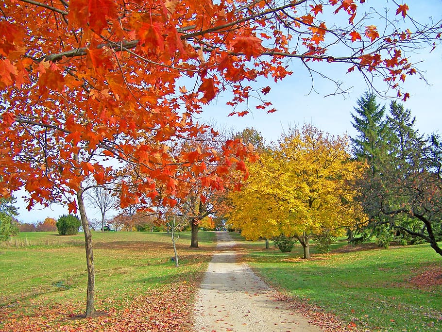 Path, Trees, Autumn, Fall, Colored, leaves, park, leaf, nature HD wallpaper