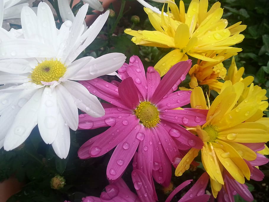 flowers, colorful, raindrop, drip, nature, petal, plant, summer HD wallpaper