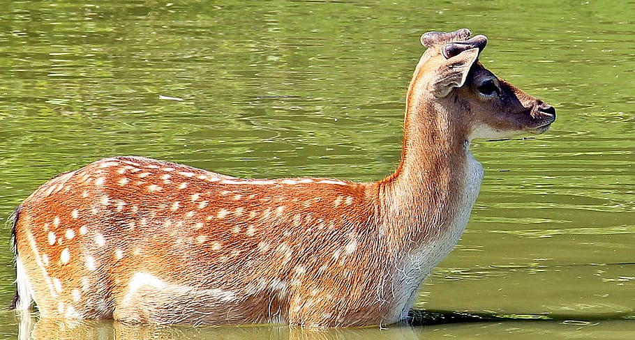 wild, roe deer, fallow deer, nature, animal, mammal, scheu HD wallpaper