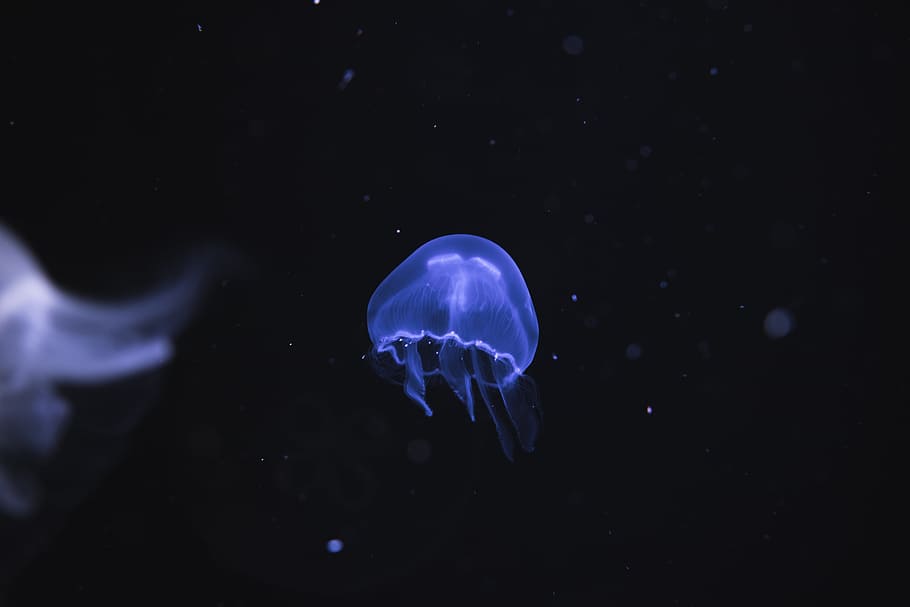 dark, water, jellyfish, aquatic, animal, underwater, animals in the wild HD wallpaper