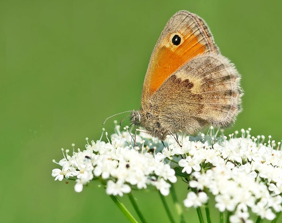 insect, nature, live, butterfly - Insect, animal, animal Wing HD wallpaper