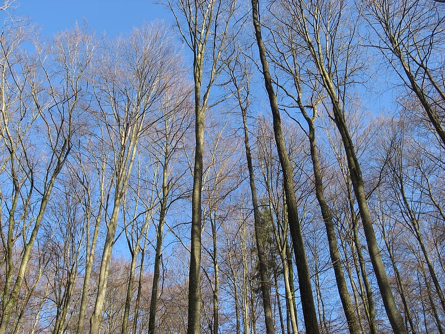 trees, forest, sky, heidenheim germany, landscape, clouds, plant HD wallpaper