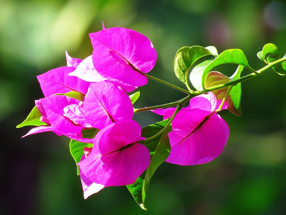 close-up photo of pink Bougainvillea flower at daytimer, close up