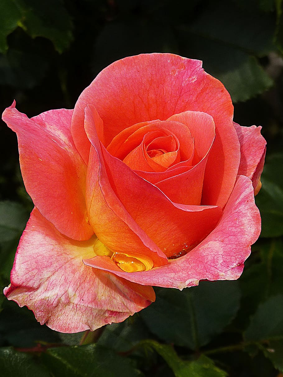 rose, red, thorns, raindrop, flowering plant, petal, fragility HD wallpaper