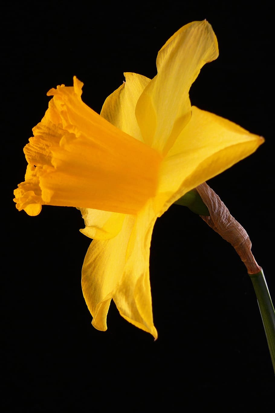 Daffodil, Flower, Flora, Nature, Spring, yellow, grow, growing HD wallpaper