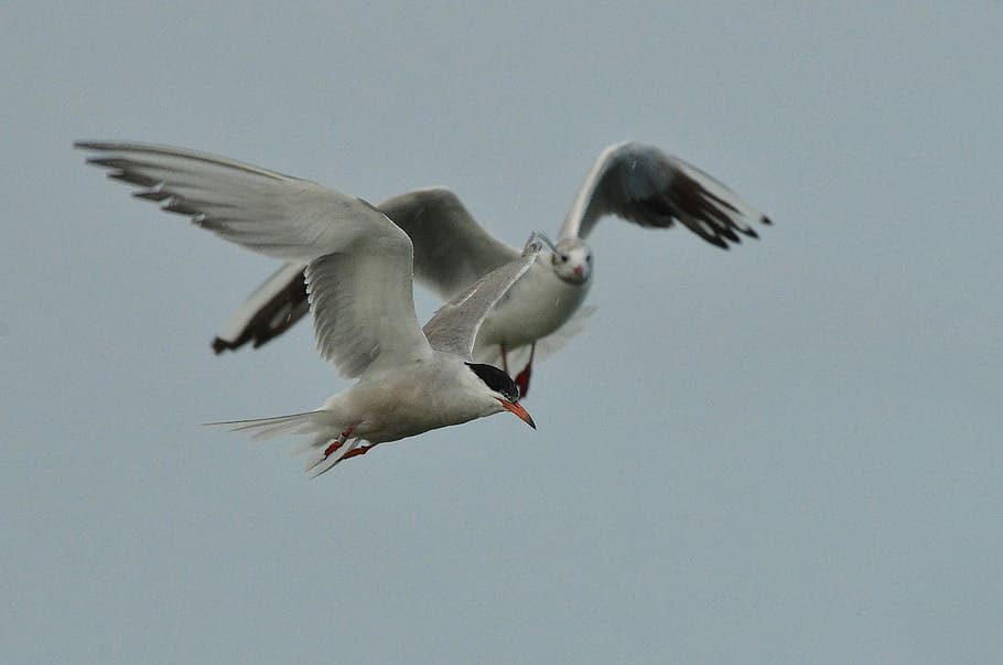 Bird, Common Tern, Seagull, White, Fly, air, wing, flying, animal wildlife HD wallpaper