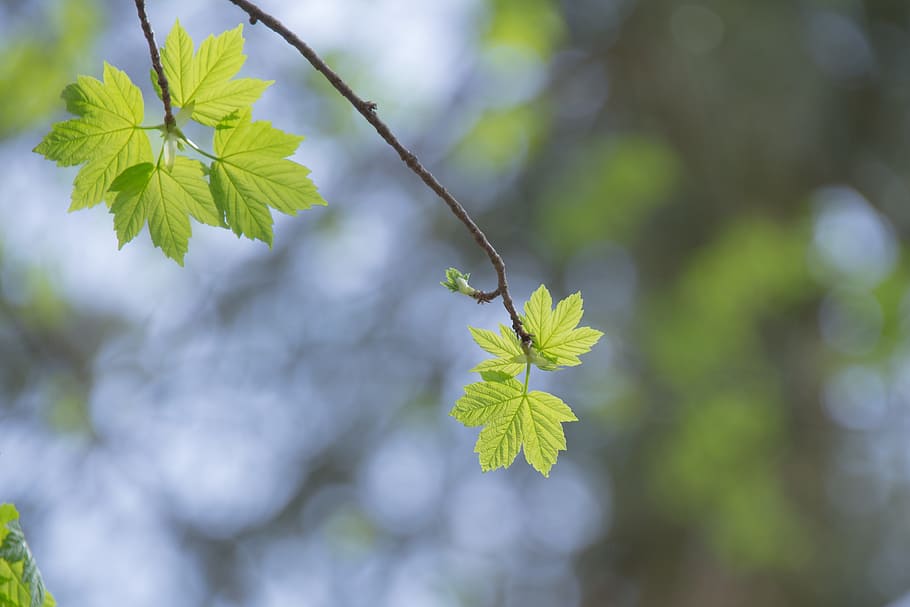 Maple Leaf, Forest, Sun, Sun, Light, sunshine, green, needle leaf maple HD wallpaper