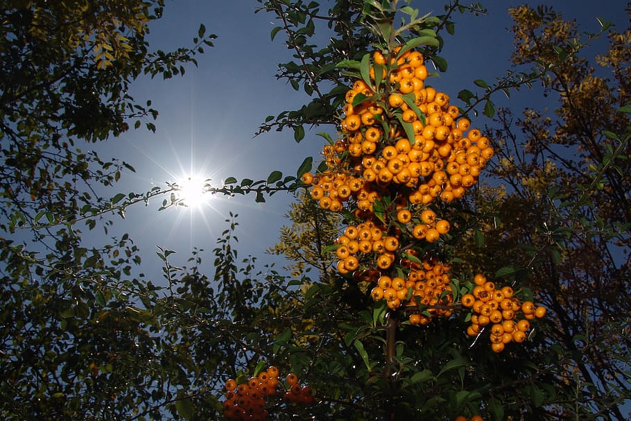 summer, crop, berry, bush, plant, sky, beauty in nature, sunlight HD wallpaper