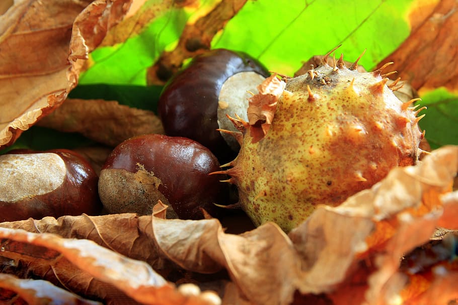 chestnut, buckeye, shell, needle, spur, prickly, leaf, leaves HD wallpaper