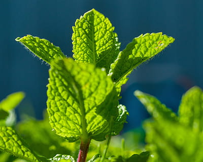 green leafed plant, mint, peppermint, garden, leaves, tee, aroma HD wallpaper