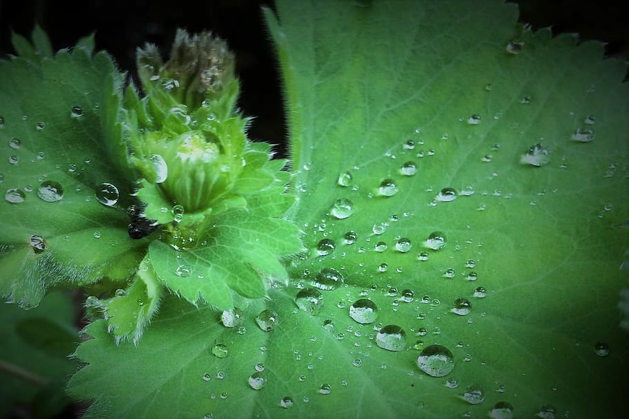 Drops, Water, Sheet, green, rain, raindrops, garden, petal HD wallpaper