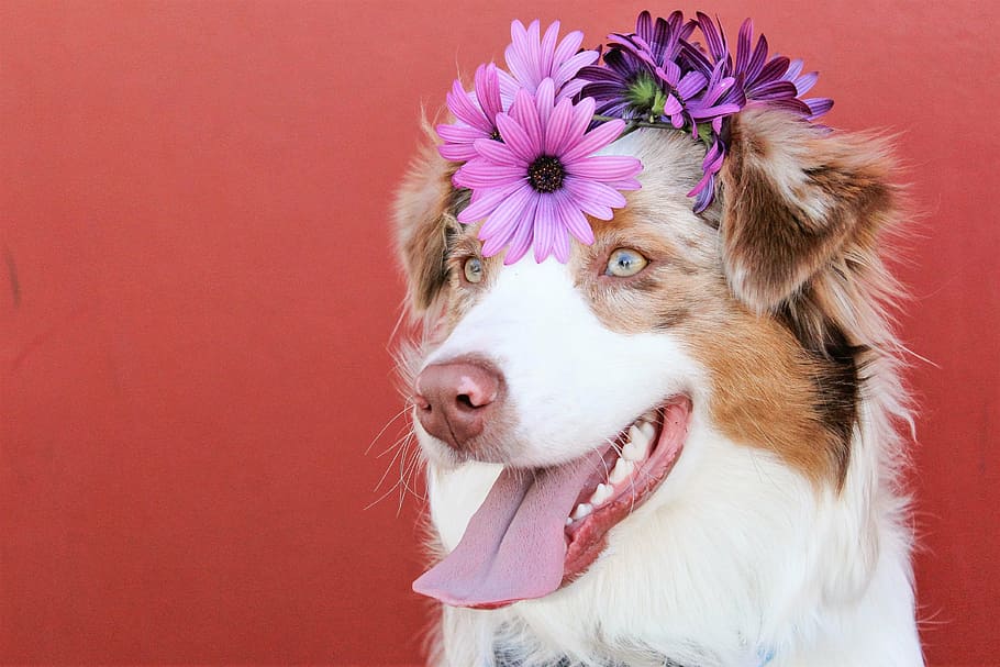 brown and white Australian terrier, dogs, red, purple, spring HD wallpaper