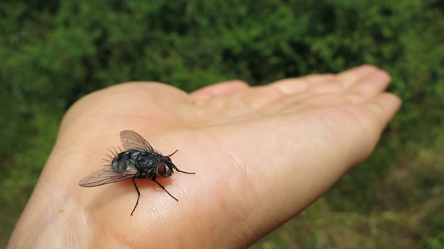 fly, insect, hand, bug, animal, wildlife, meadow, macro, hairy HD wallpaper