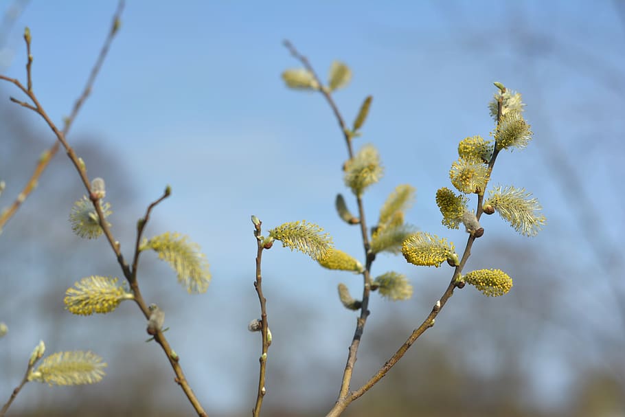 the basis of, willow, spring, based willow, nature, meadow, HD wallpaper