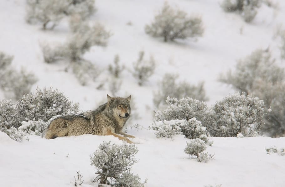 landscape photo of gray wolf laying on snow, focus, lone, predator