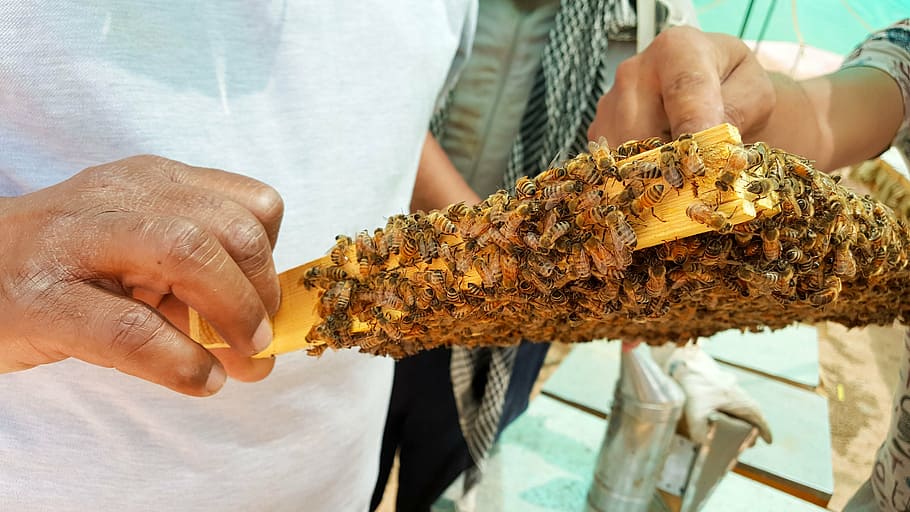 person holding beehive full of bee, bees, honey, honeybees HD wallpaper