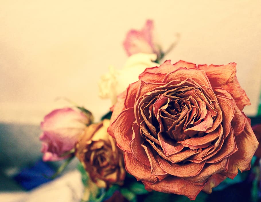 red rose flower at bloom, dead, orange, yellow, pink, pretty HD wallpaper