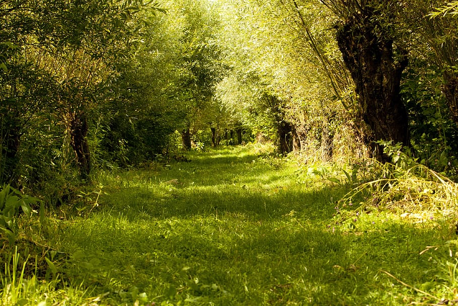 pathway between green leafed trees, biesbosch, willow, nature HD wallpaper