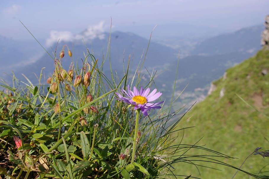 Aster, Alps, Flower, nature, plant, growth, no people, field HD wallpaper