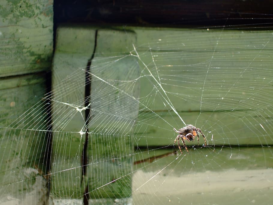 spiderweb, spider web, fragility, animal themes, arachnid, close-up HD wallpaper