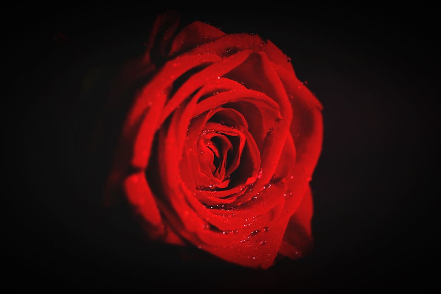 red, love, art, romantic, affection, anniversary, beautiful, blooming HD wallpaper