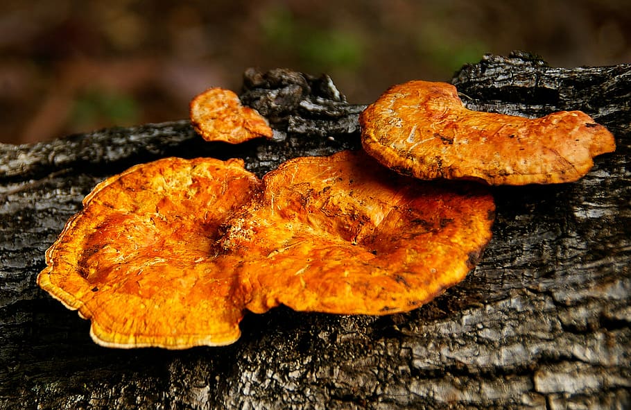 Fungus, Orange, Decay, Wood, Forest, queensland, australia HD wallpaper