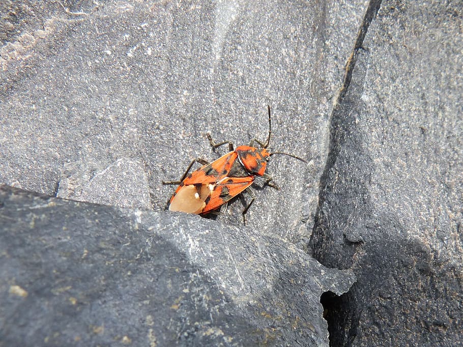 bug, orange beetle, rock, nature, insect, invertebrate, outdoors HD wallpaper