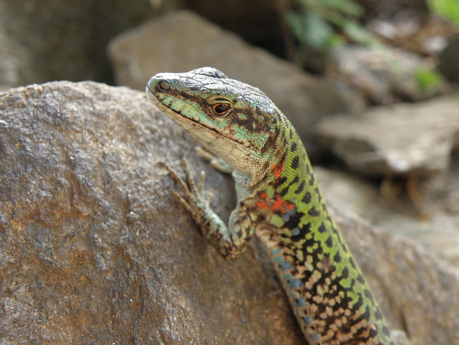 lizard, detail, head, mediterranean, animal themes, one animal HD wallpaper