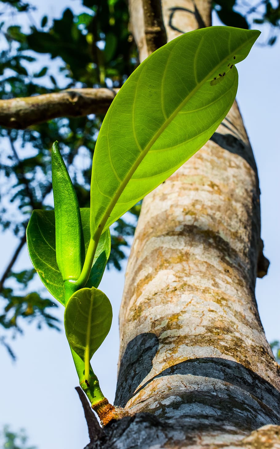 Young, Branches, Tree, Plant, young drove, spring, leaf, green color HD wallpaper