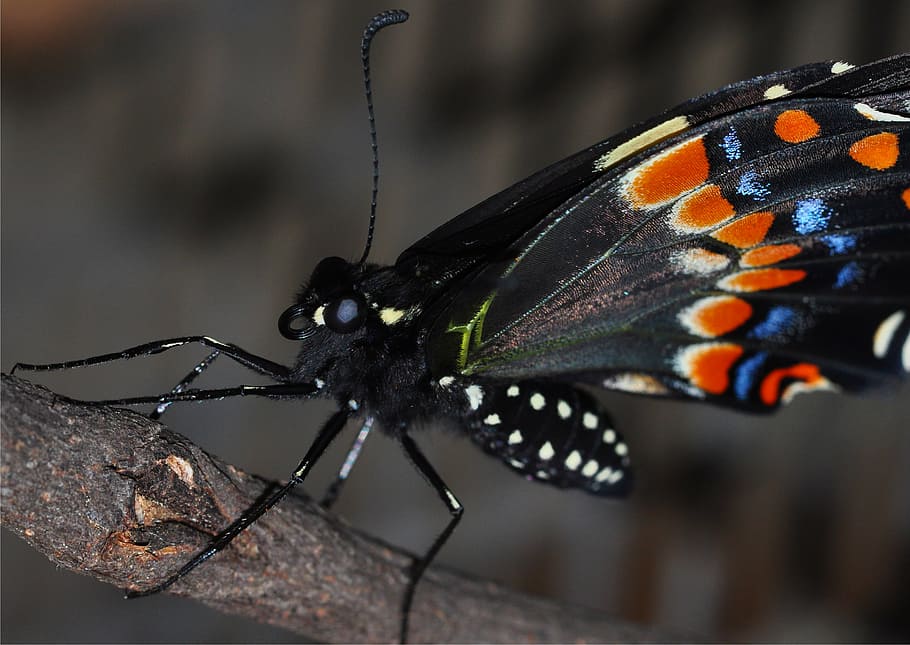 butterfly, macro, insect, nature, swallowtail, bug, wing, butterfly - Insect HD wallpaper