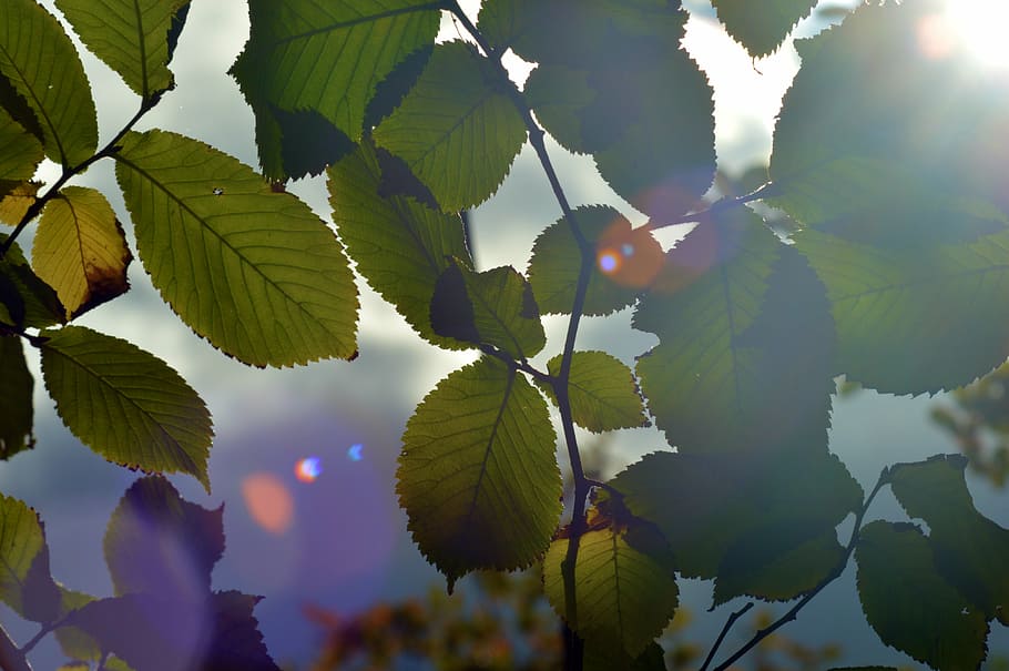 sunshine, leaves, patterns, nature, forest, park, tree, leaf HD wallpaper