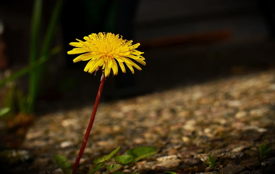 selective focus photography of yellow dandelion flower on bloom HD wallpaper