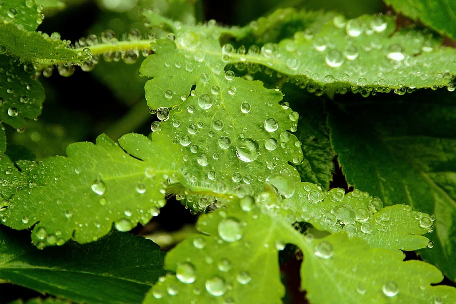leaf, nature, plant, rain, environment, pearl, growth, fresh HD wallpaper