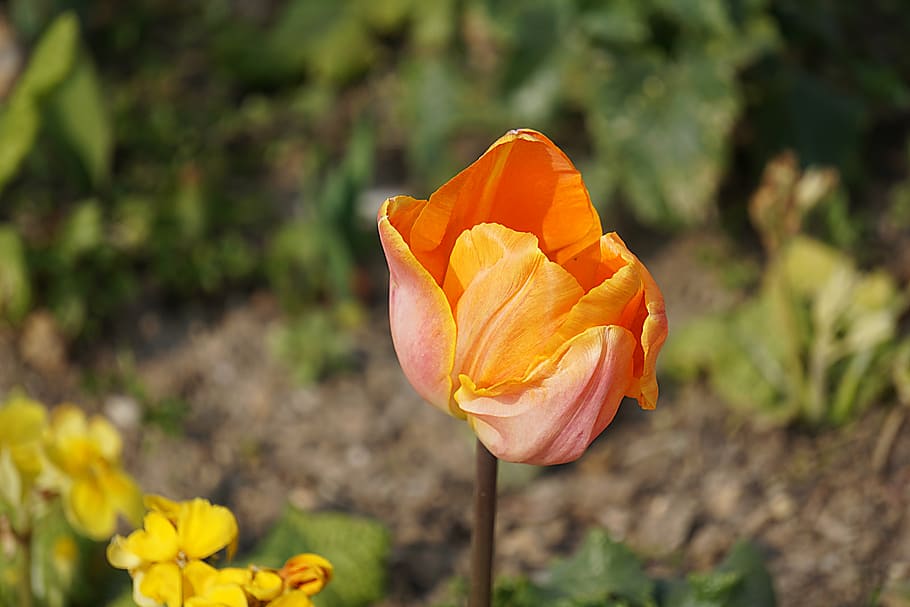 flowers, tulip, flora, spring, nature, tulip spring, orange HD wallpaper