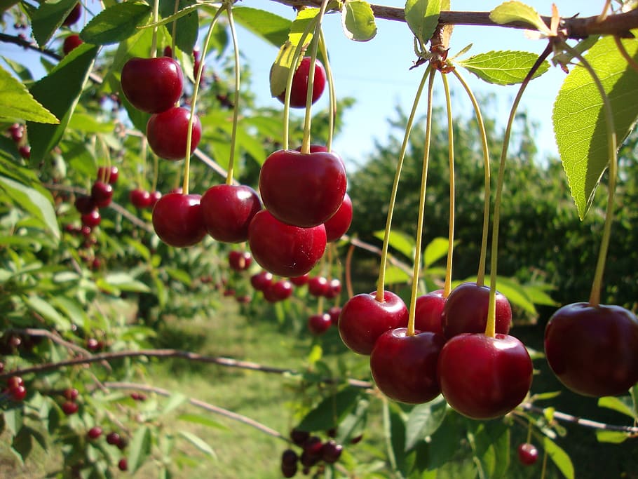 cherry, fruits, red, food, food and drink, healthy eating, growth HD wallpaper