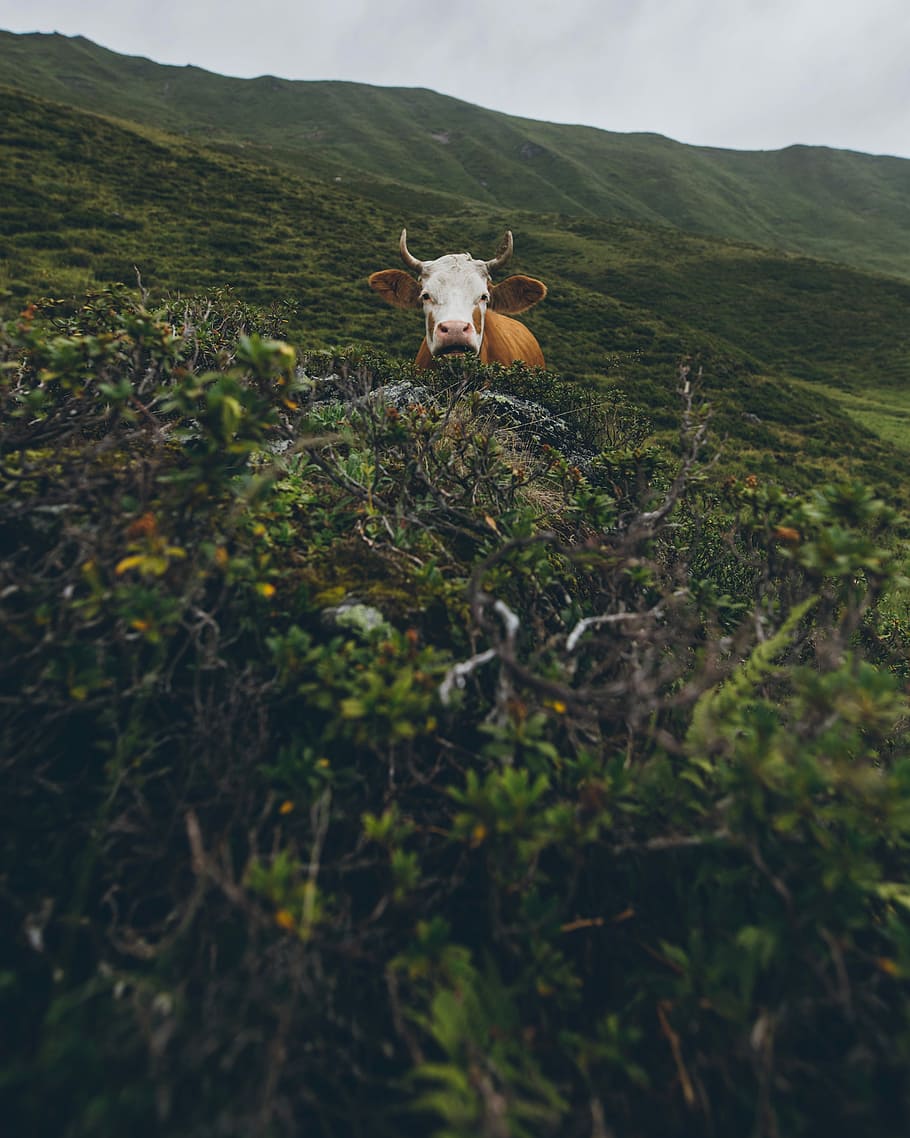 brown cow on green grass field during daytime, photography of white and brown buffalo in the middle of grass field during daytime HD wallpaper