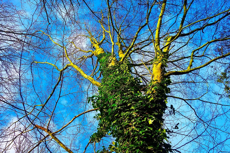 tree, trunk, ivy, ivy grown, foliage, rising up, overgrown tree HD wallpaper