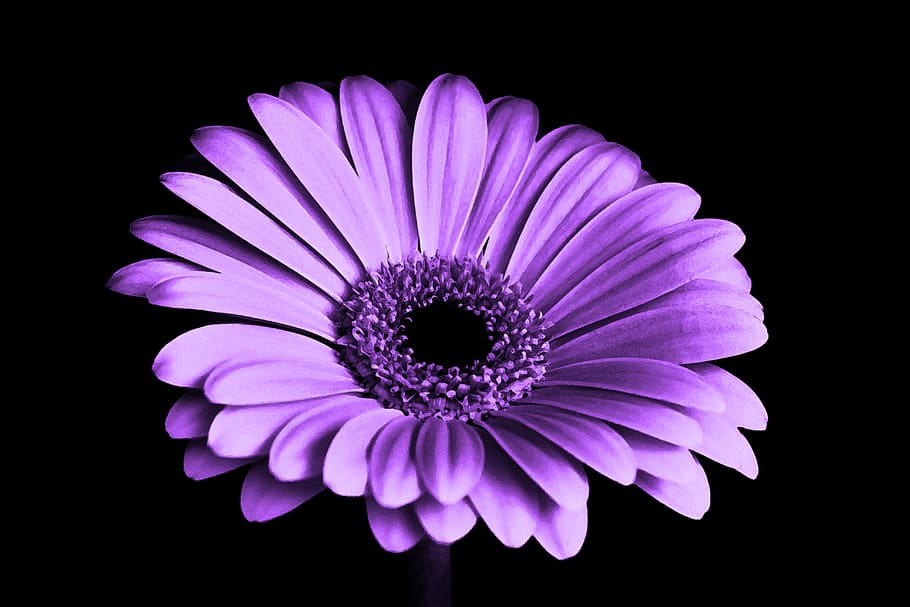 purple flower, chrysanthemum, nature, floral, natural, plant