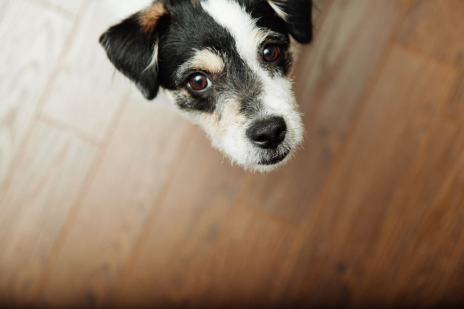 short-coated black and white puppy, dog, pet, animals, one animal HD wallpaper