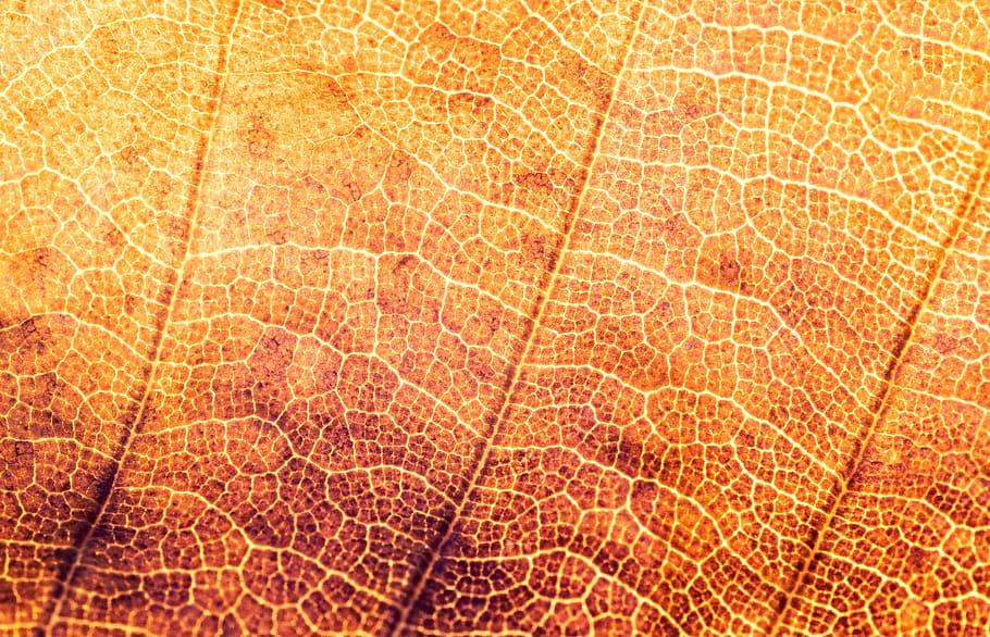 texture, structure, leaf, pattern, structures, background, autumn HD wallpaper