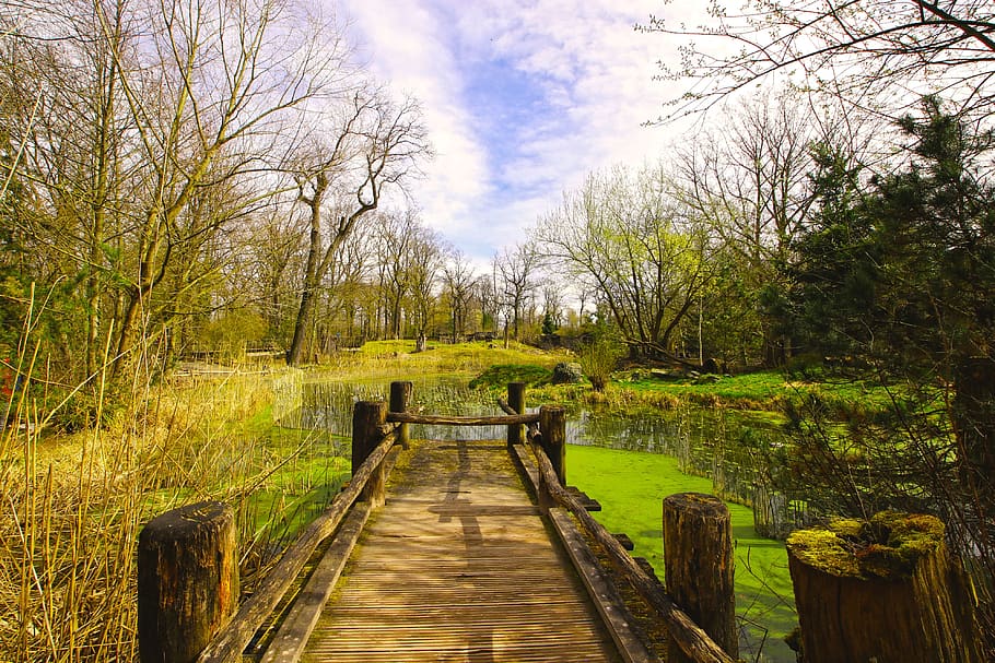 wood, tree, nature, landscape, plant, direction, the way forward HD wallpaper