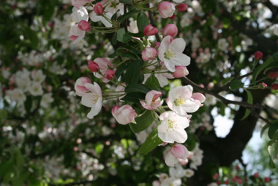 spring, blossom, bloom, flower, white, nature, branch, plant HD wallpaper