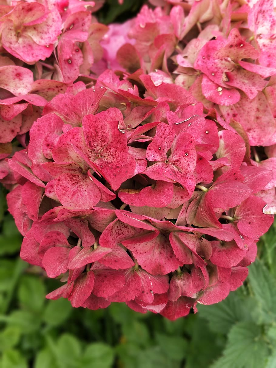 flower, red, have, flowering plant, pink color, beauty in nature HD wallpaper