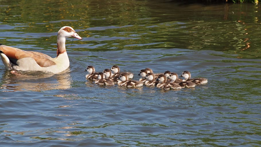 Netherlands, Ducks, Chicken, Water, nature, bird, lake, animal HD wallpaper