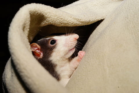 black and white rat, comfortable, cuddly, kaputze, head, color rat HD wallpaper