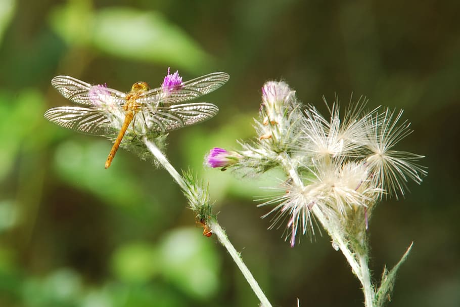 Dragonfly, Close, Insect, Thistle, nature, flower, fragility HD wallpaper