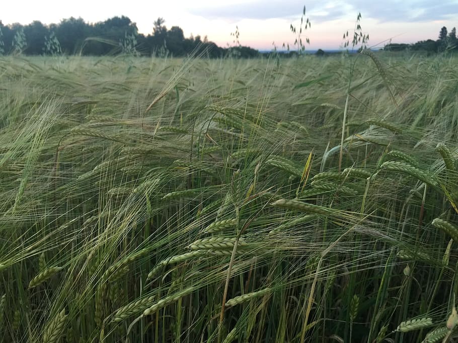 rye, nature, summer, plant, growth, field, landscape, crop HD wallpaper