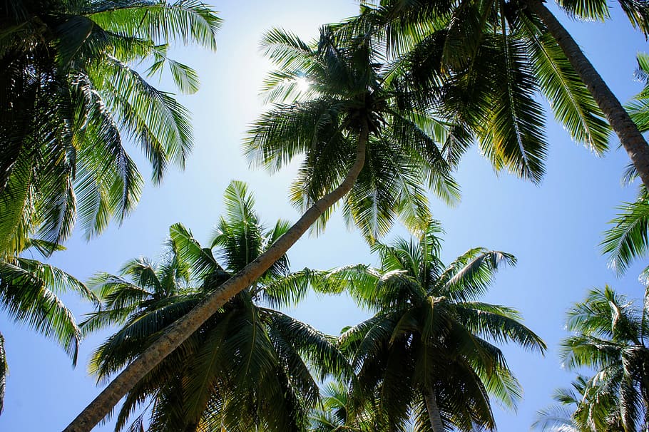 palm trees, blue sky, green, clouds, partly cloudy, exotic HD wallpaper