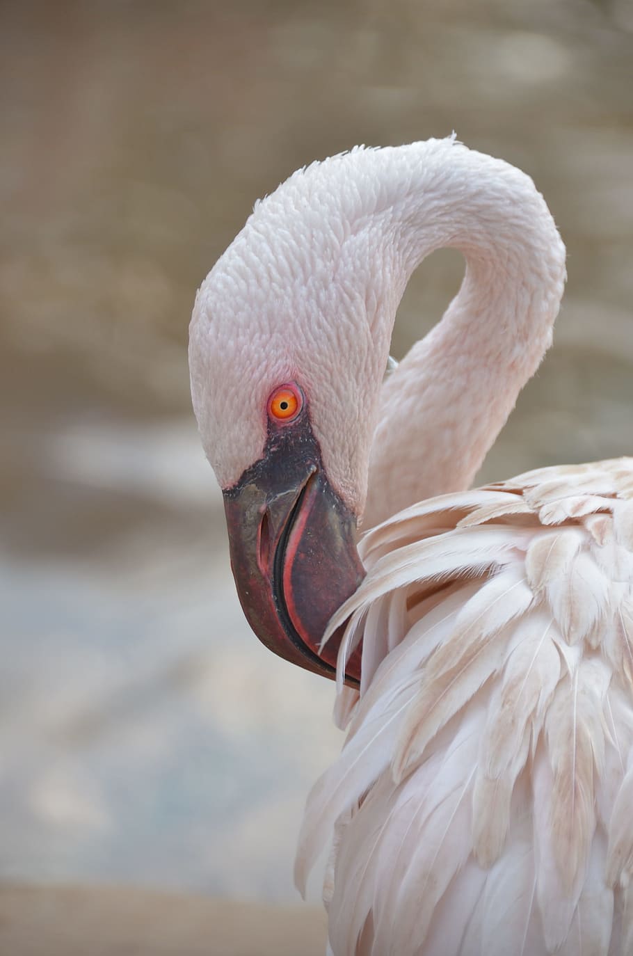 Flamingo, Bird, Pink, looking, pink bird, one animal, beak HD wallpaper