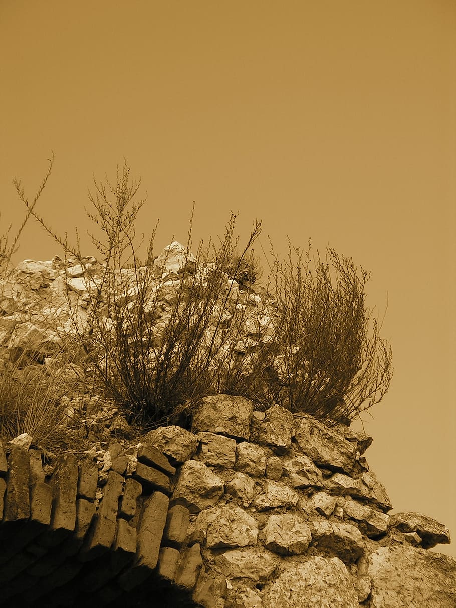 castle, wall, weed, plants, ruins, sky, nature, no people, clear sky HD wallpaper